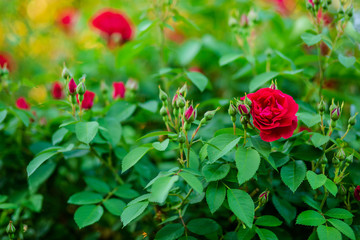 Beautiful roses in the garden, growing different varieties of flowers.