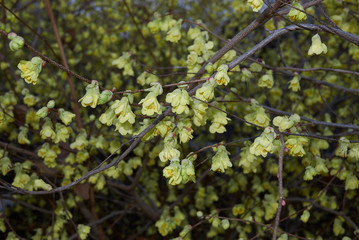Corylopsis pauciflora