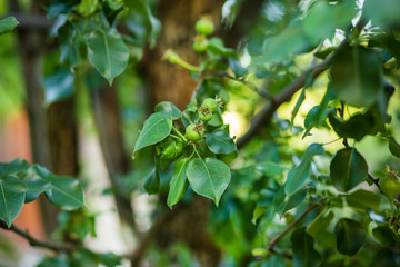 Young green apples fruits are hanging on a tree branch.
