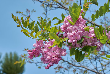 Robinia viscosa