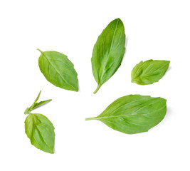 A few leaves of fresh fragrant basil. White isolated background. View from above.