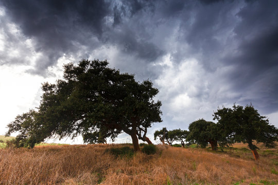 Curved cork trees during storm. Gonnesa, Sud Sardegna province, Sardinia, Italy, Europe.