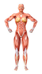 3D Rendering Female Anatomy Figure on White