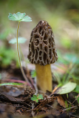 Morilla (Morchella sp.)