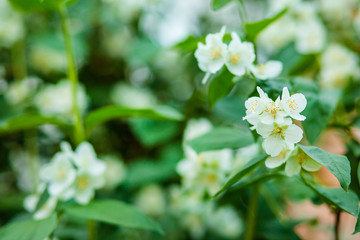 Beautiful blooming jasmine bush in spring. Background.