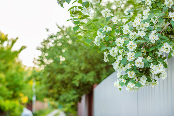 Beautiful blooming jasmine bush in spring. Background.