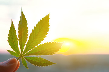 Leaf close up at sunset, hemp salve, medical marijuana concept, cannabis ointment, treatment of...