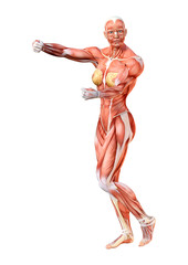 Obraz premium 3D Rendering Female Anatomy Figure on White