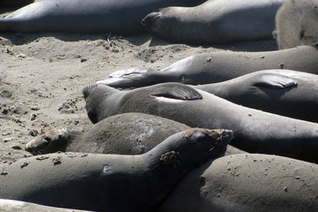 Close up of sleeping Elephant seals on sandy beach.