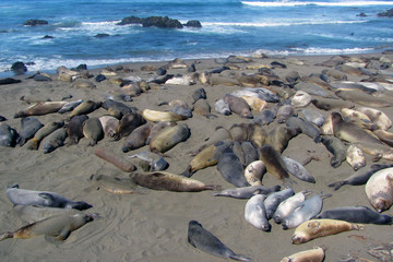Fototapeta na wymiar Elephant seals sleeping on beach in Elephant Seal Vista Point, San Simeon, California, USA