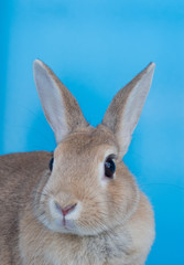 スタジオで撮影した可愛いウサギ