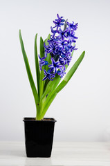 Natural hyacinth plant in plastic pots on white  table.