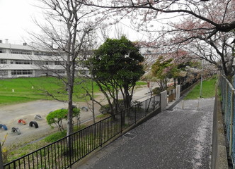 学校前の桜