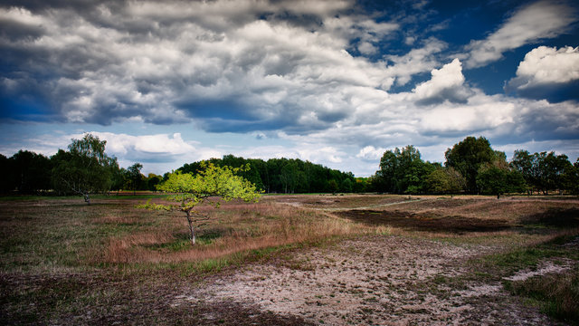 Heidelandschaft im Naturschutzgebiet Boberger Niederung.