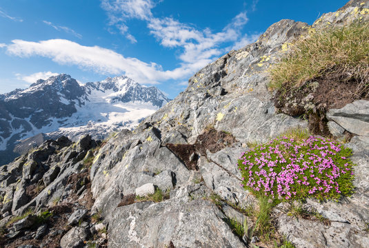 The  cushion pink of Silene acaulis in front of Monte Disgrazia,Valmalenco, Sondrio province, Valtellina, Lombardy, Italy, Europe