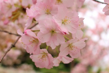 Fototapeta premium 桜の花