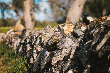 Fototapeta na wymiar CloseUp Dry Stone Wall and Mediterranean Olive Trees in the foreground. Italian Landscape. Salento, Apulia, Italy