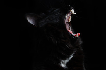 Black cat with white fangs on black background yawning opened her mouth.