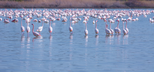 Fototapeta na wymiar flock of birds pink flamingo on the salt lake in the city of Larnaca, Cyprus