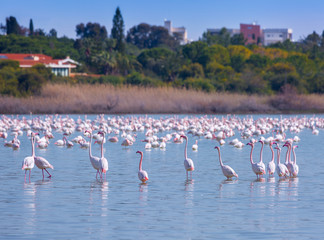 Fototapeta premium flock of birds pink flamingo on the salt lake in the city of Larnaca, Cyprus