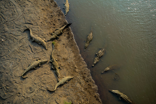 View of ten crocodiles from a bridge in Costa Rica.