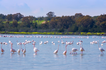 Fototapeta premium flock of birds pink flamingo on the salt lake in the city of Larnaca, Cyprus