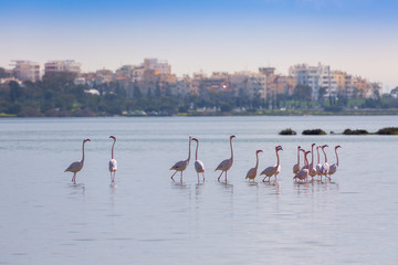 Naklejka premium flock of birds pink flamingo on the salt lake in the city of Larnaca, Cyprus