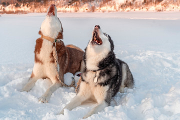 Dogs howl. Siberian huskies dogs howl raising their muzzles up against winter background