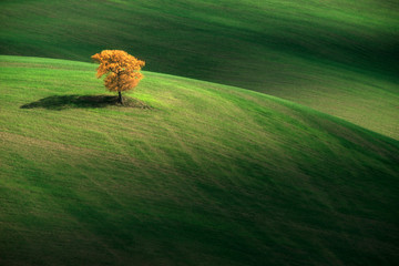 lonely tree, Val d'Orcia, Pienza, Siena, Tuscany, Italy