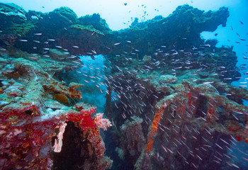 Naklejka na ściany i meble WWII Shipwreck full of corals with schools of fish, Honiara, Indonesia