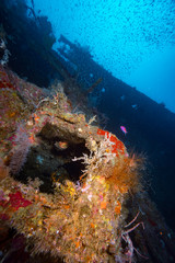 Plakat WWII Shipwreck full of corals with schools of fish, Honiara, Indonesia