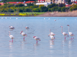 flock of birds pink flamingo on the salt lake in the city of Larnaca, Cyprus