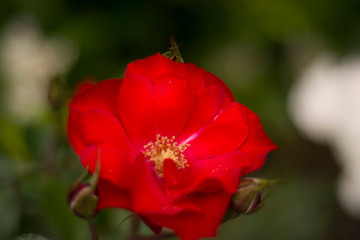 Obraz premium flower 2