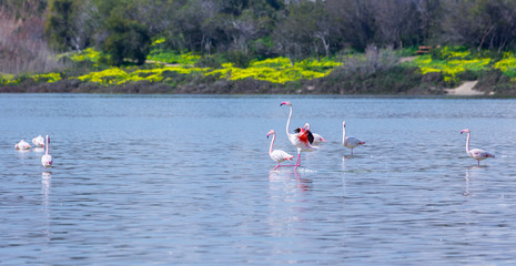 Fototapeta na wymiar Birds pink flamingo on the salt lake run over the surface of the water.