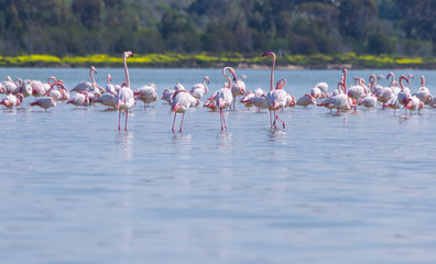 Obraz premium flock of birds pink flamingo on the salt lake in the city of Larnaca, Cyprus