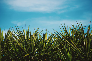 Plants and Bright blue Sky with some clouds. Minimal Background Concept.