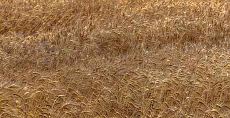 Fields of golden wheet