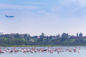 Flock of birds pink flamingo on the background of a flying airplane. The salt lake in the city of...