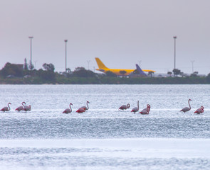 Flock of birds pink flamingo on the background of a airplanes in the airport. The salt lake in the city of Larnaca, Cyprus.