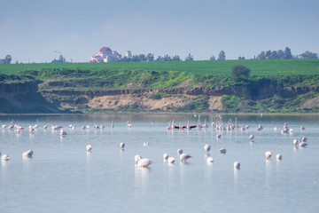 Fototapeta premium flock of birds pink flamingo on the salt lake in the city of Larnaca, Cyprus