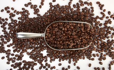 Several coffee beans on white background