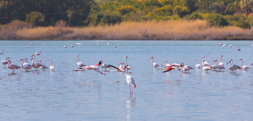 flock of birds pink flamingo on the salt lake in the city of Larnaca, Cyprus