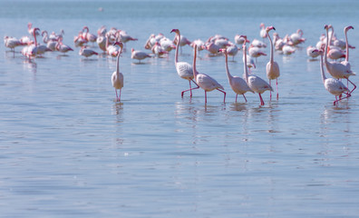 flock of birds pink flamingo on the salt lake in the city of Larnaca, Cyprus
