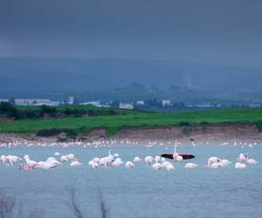 flock of birds pink flamingo on the salt lake in the city of Larnaca, Cyprus