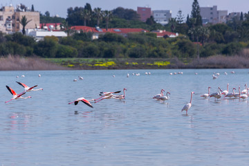 Four birds pink flamingo on the salt lake flying over the surface of the water. Larnaca, Cyprus.