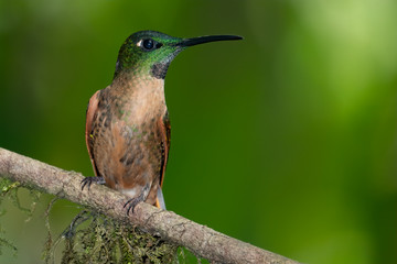 Fawn-breasted Brilliant Hummingbird (Heliodoxa rubinoides), Tandayapa Area, Ecuador