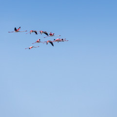 Flock of birds pink flamingo flying against a background of pure blue sky.