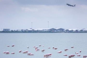 Flock of birds pink flamingo on the background of a flying airplane. The salt lake in the city of Larnaca, Cyprus.