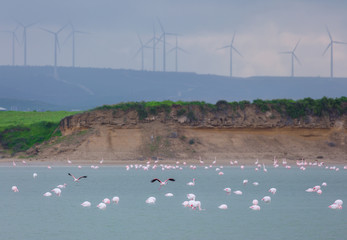 Flock of birds pink flamingo on the salt lake in the city of Larnaca, Cyprus. Powerful windmills on the landscape background.
