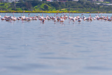 Naklejka premium flock of birds pink flamingo on the salt lake in the city of Larnaca, Cyprus